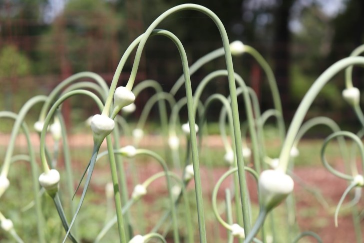 20180620105723_IMG_1483