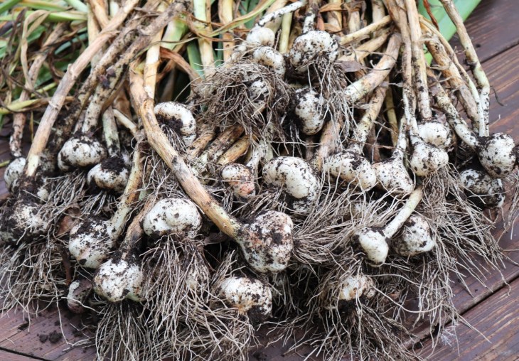 20180621154042_IMG_1510