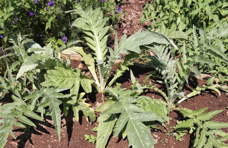 20180714112715_IMG_1748