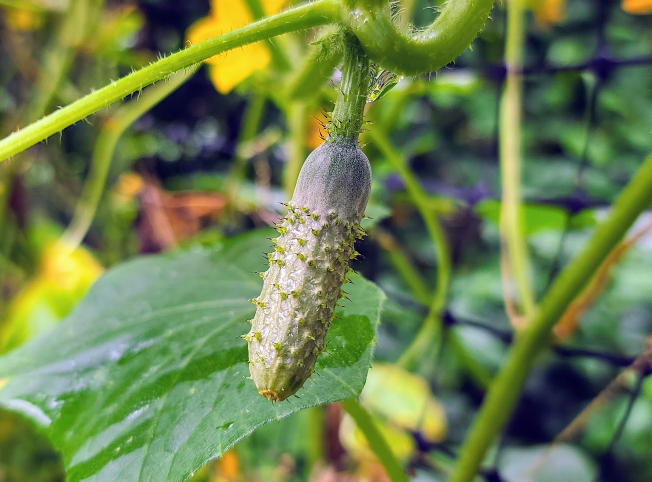 Fermented Cornichons Tim's Food Obsession